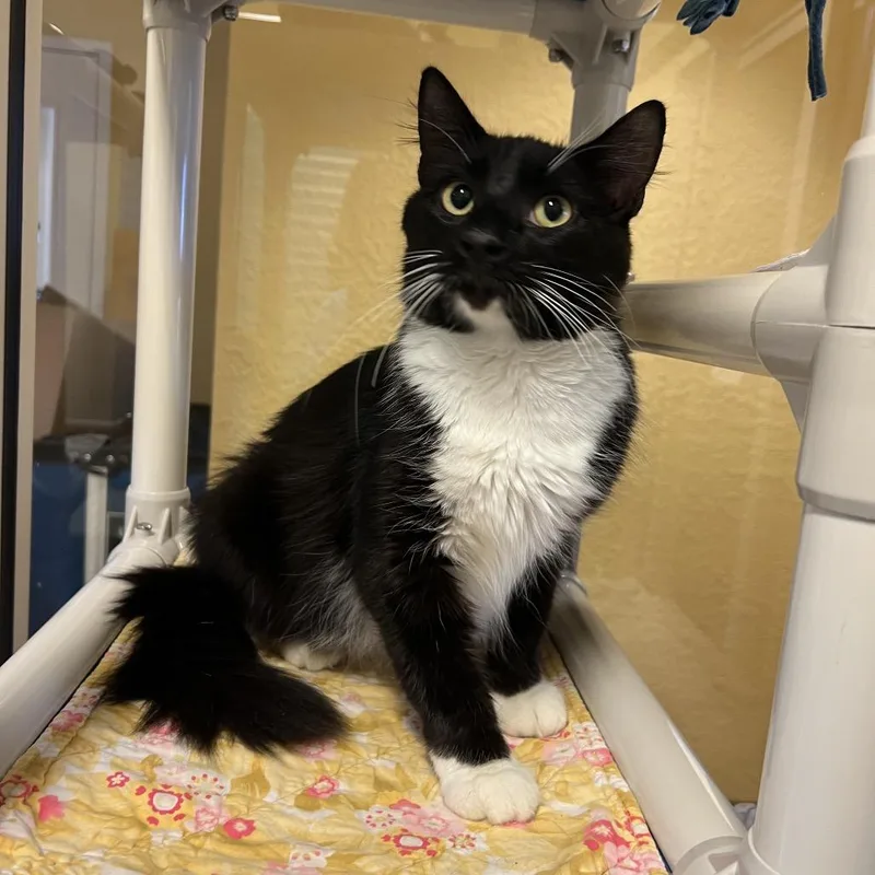A young large-sized male Black Domestic Short Hair cat named Vester for adoption in Naples, FL