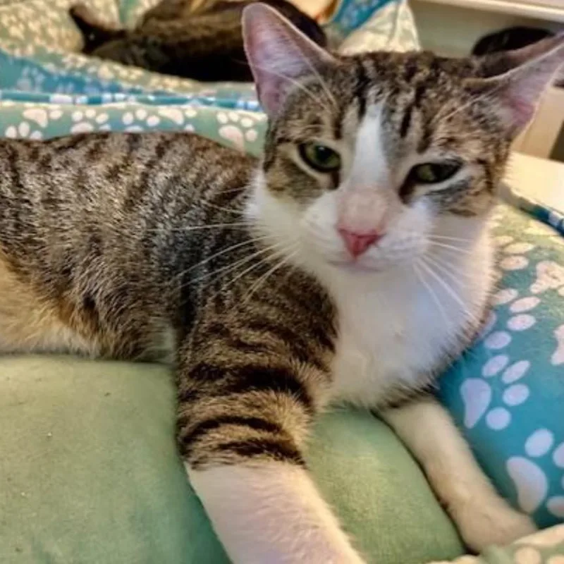 An adult large-sized male Brown / Chocolate Domestic Short Hair cat named Noah for adoption in Hamburg, NY