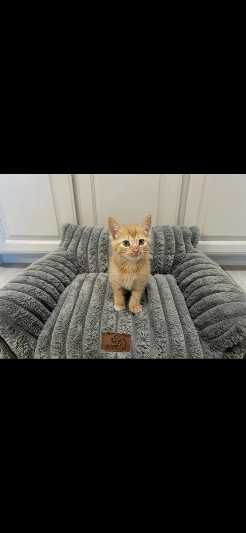 Nacho