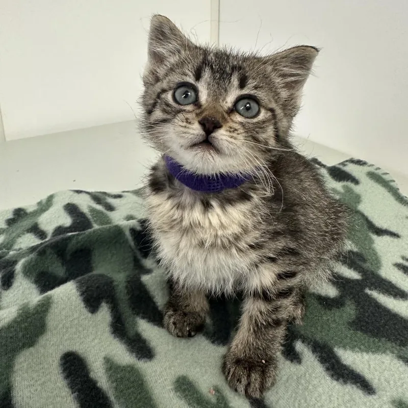 A baby small-sized female Brown / Chocolate Domestic Short Hair cat named Seattle for adoption in Milford, IA