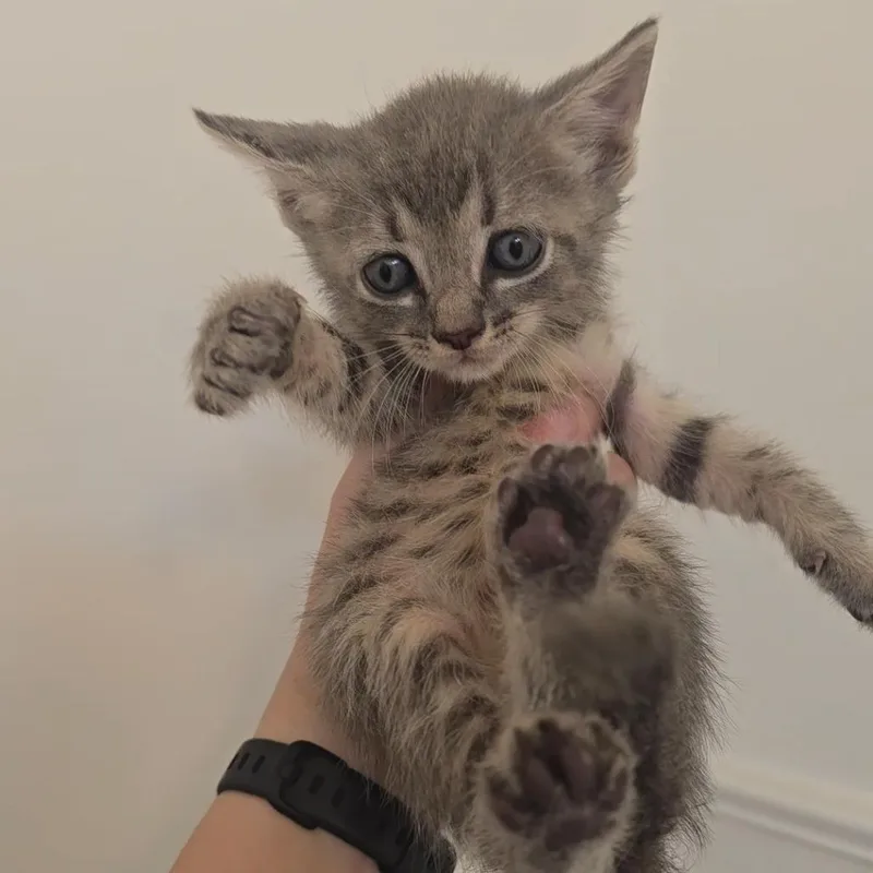 A baby small-sized female Domestic Short Hair cat named Pitter Patter for adoption in Jarrettsville, MD