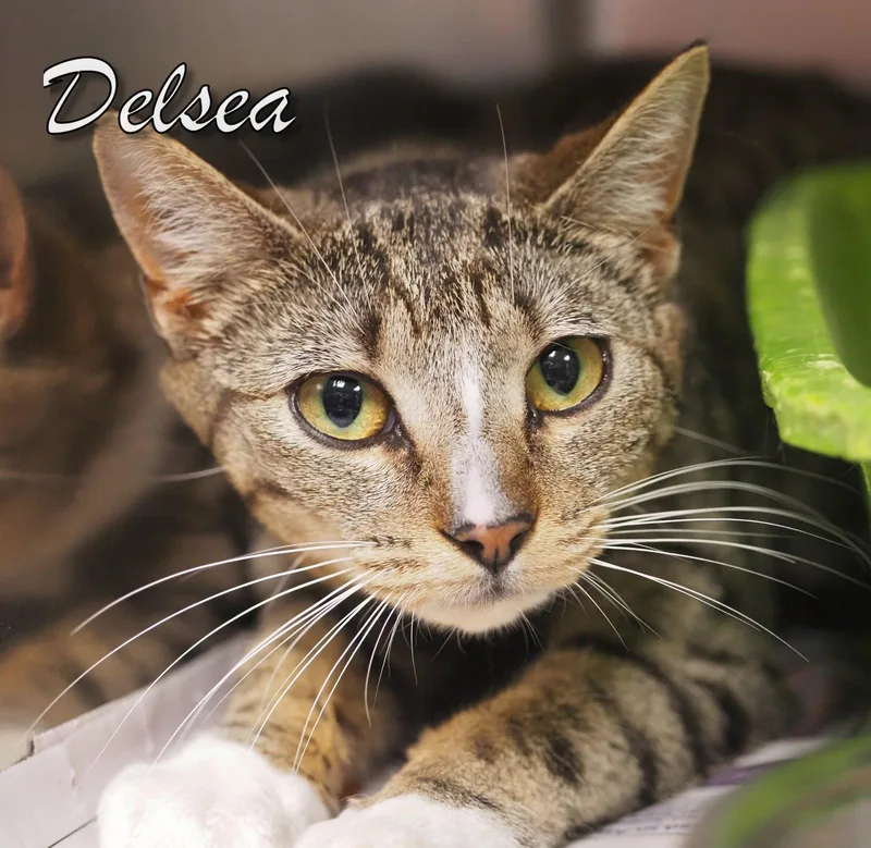 A young medium-sized female Tiger cat named Delsea for adoption in Cape May Court House, NJ