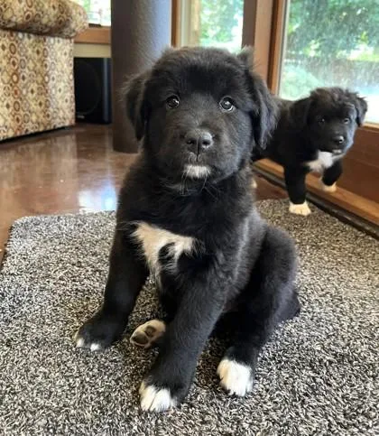 A baby medium-sized female Mixed Breed dog named Pippa for adoption in Cumming, GA