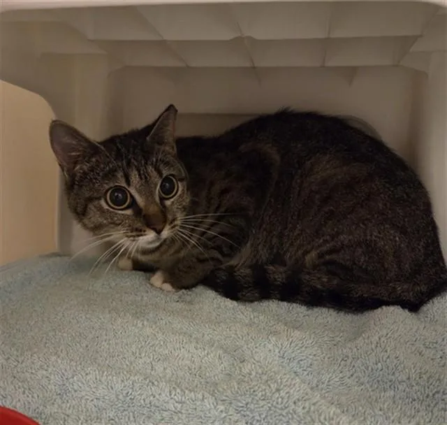 A young medium-sized female Domestic Short Hair cat named Millie for adoption in Statesville, NC