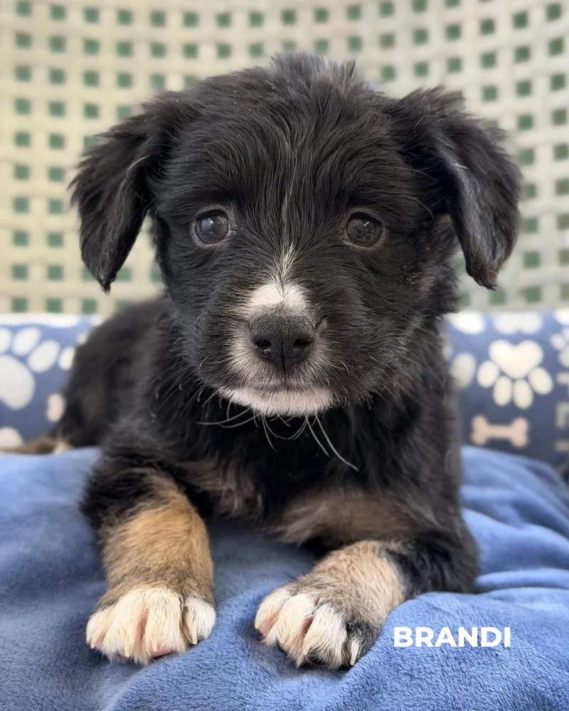 A baby medium-sized female Labrador Retriever dog named Brandi for adoption in Los Angeles, CA