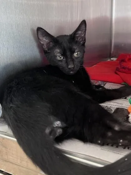 A baby small-sized female Domestic Short Hair cat named Elderberry for adoption in Houston, TX