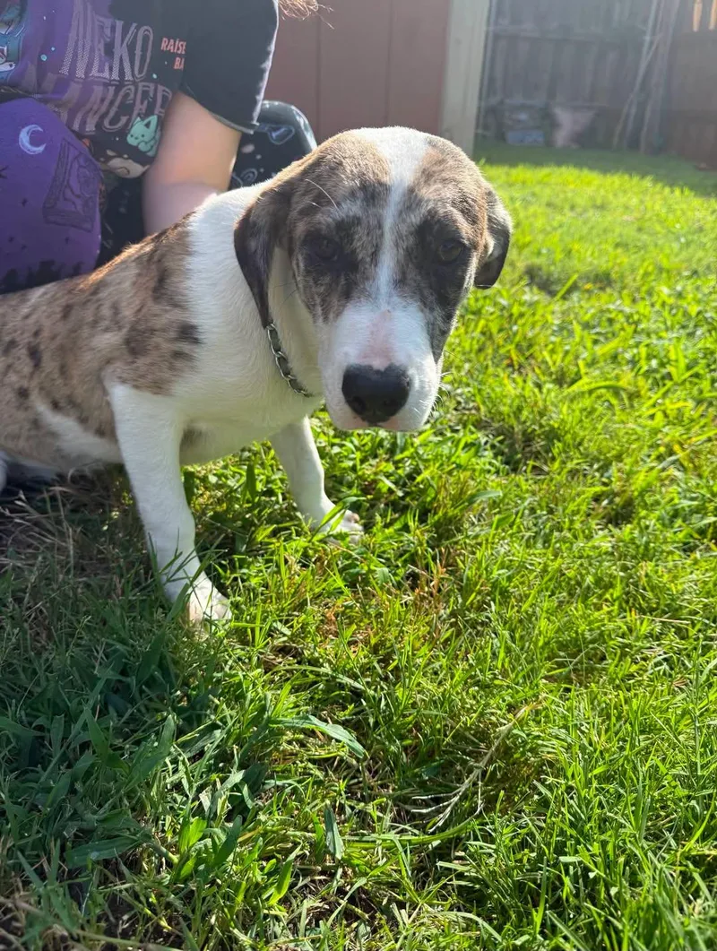 A young medium-sized female Hound dog named Scooter for adoption in Rowlett, TX