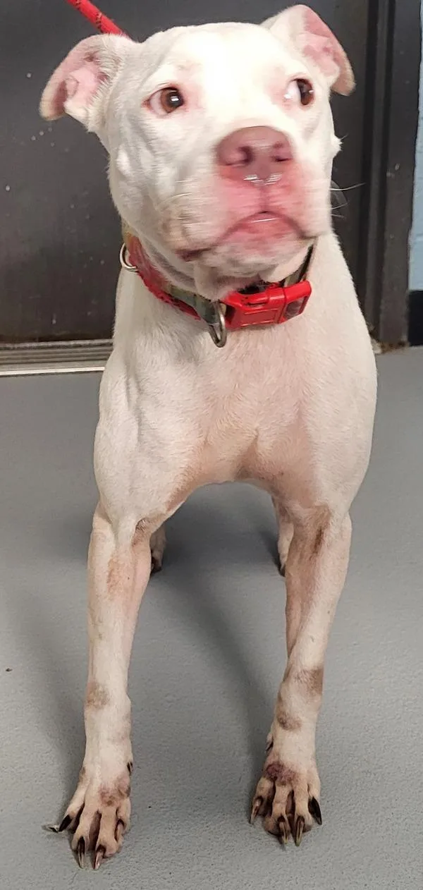 An adult large-sized female Pit Bull Terrier dog named Pen C Queenie for adoption in Lawrenceville, GA