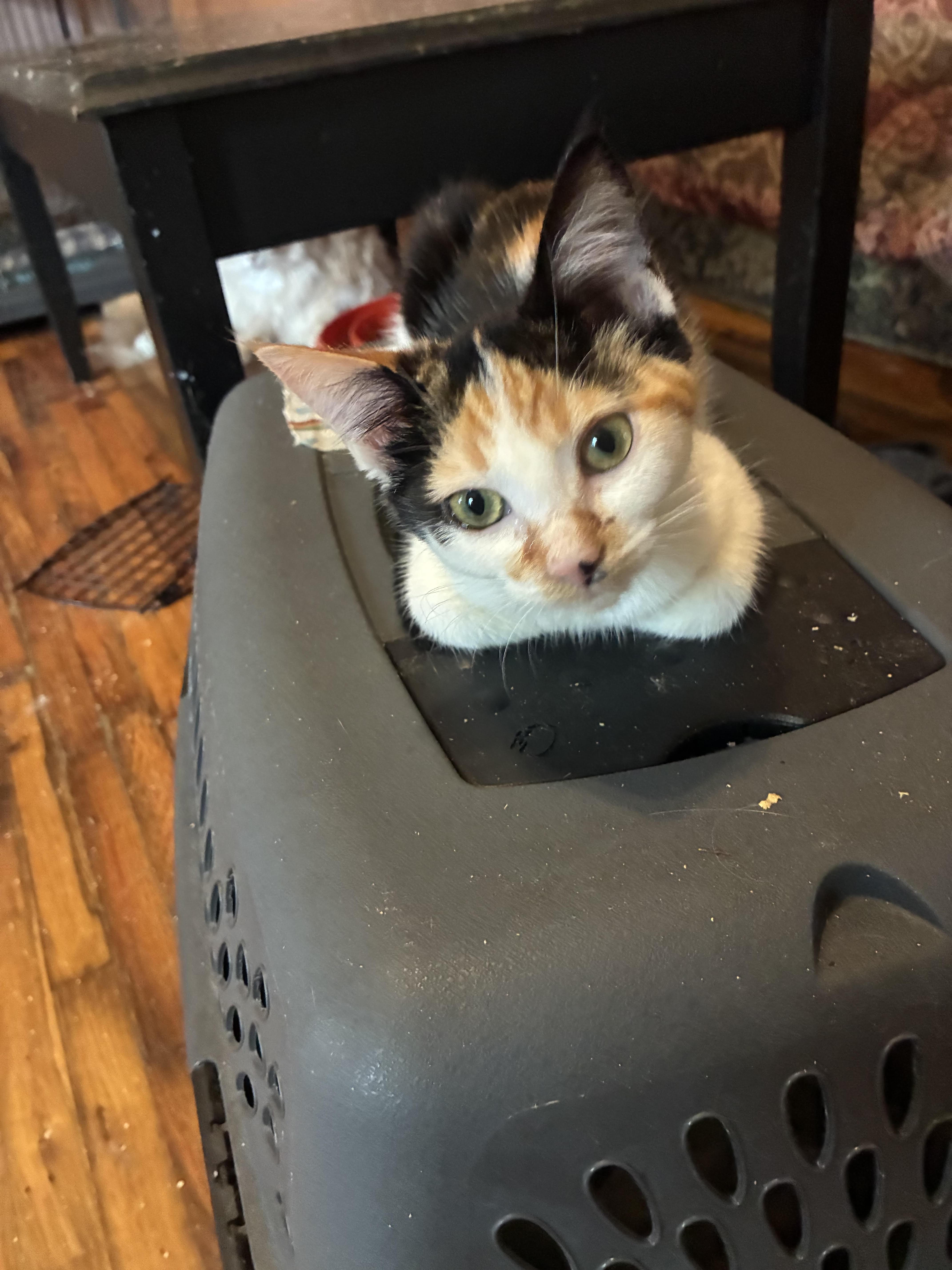 A baby medium-sized female Calico cat named Wanda for adoption in Howell, MI