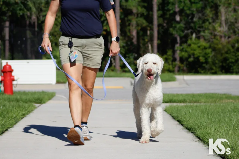 A young medium-sized male Standard Poodle dog named Bomba for adoption in Ponte Vedra, FL