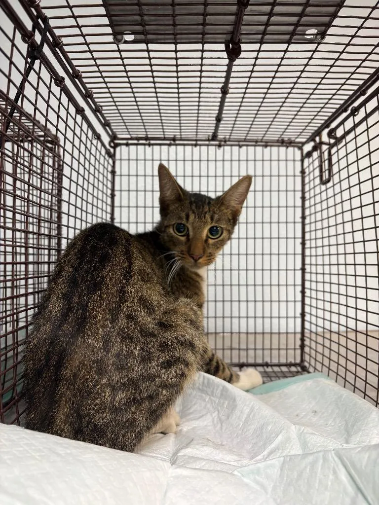 A young medium-sized male Domestic Short Hair cat named Gingerbread for adoption in New Braunfels, TX