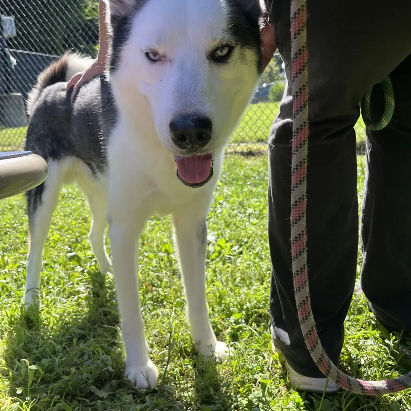 A young medium-sized male White / Cream Siberian Husky dog named Denver for adoption in Yonkers, NY