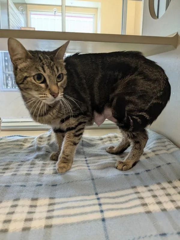 A young medium-sized female Domestic Short Hair cat named Linda for adoption in Monterey, CA