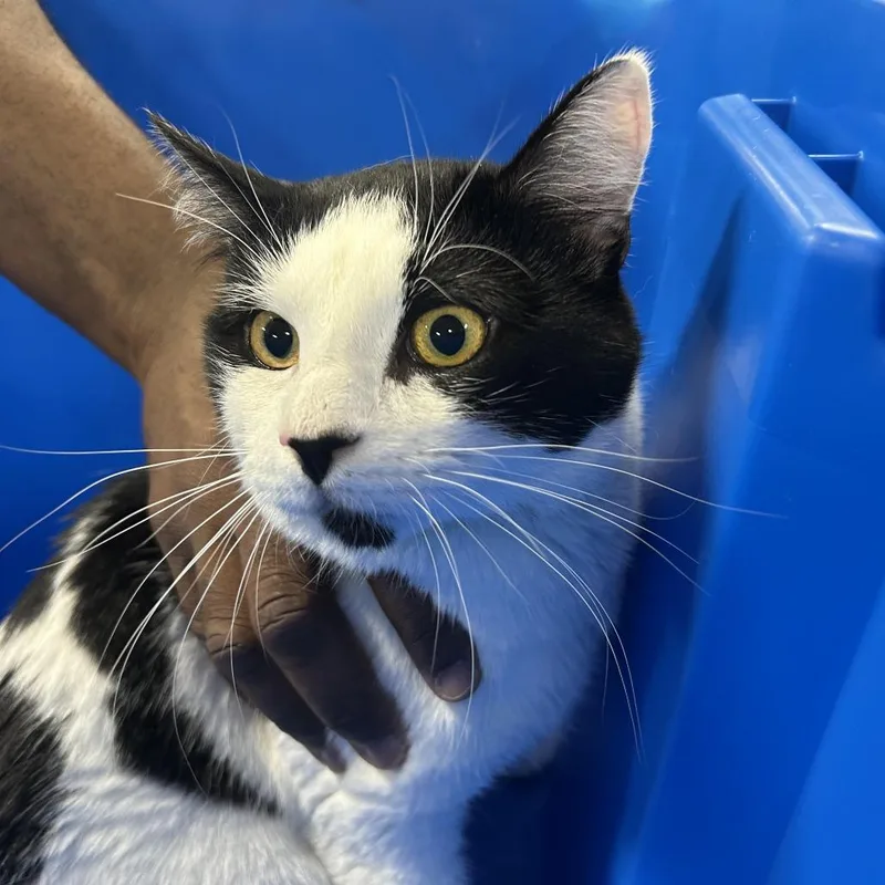 An adult medium-sized male White Domestic Short Hair cat named Ahnjstray for adoption in Newark, NJ