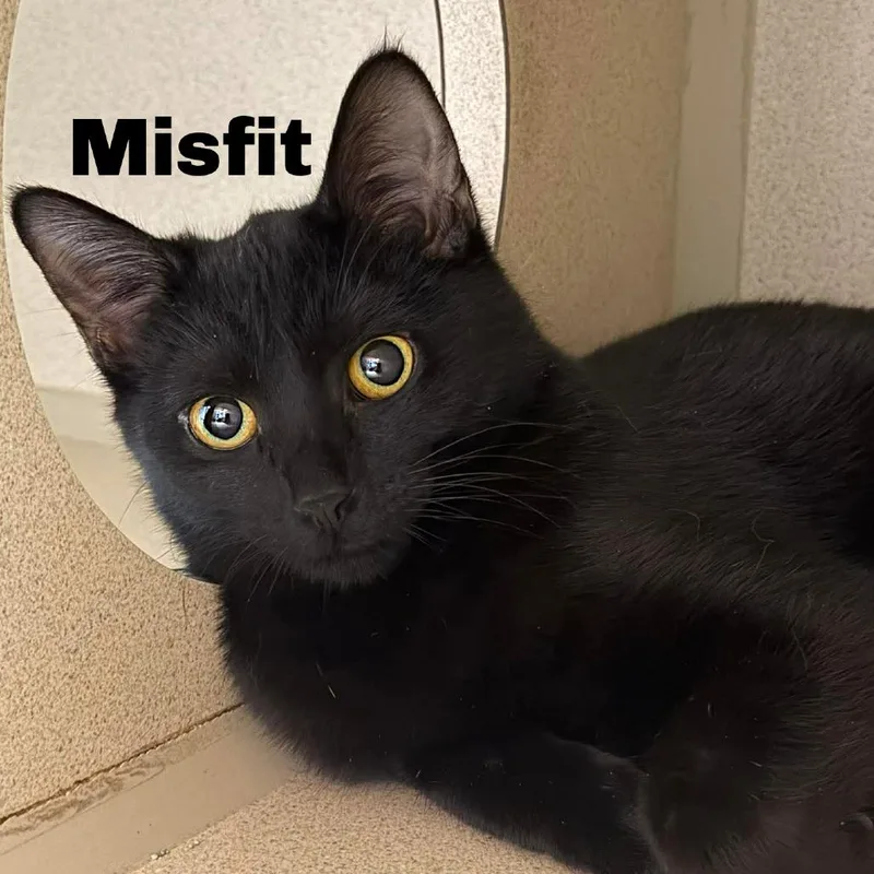 Misfit