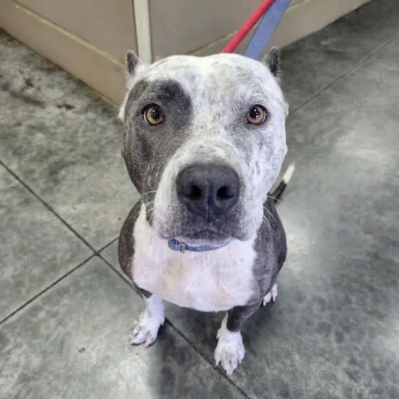 An adult large-sized female American Staffordshire Terrier dog named Marge for adoption in Long Island City, NY