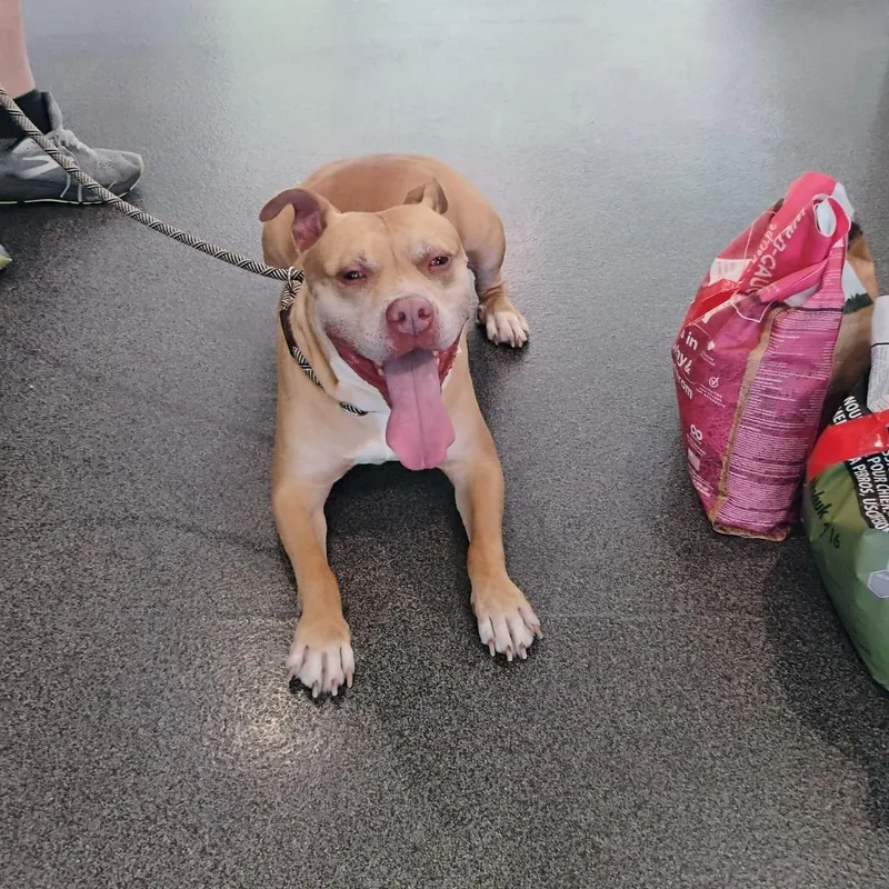 A senior large-sized male Yellow / Tan / Blond / Fawn Mixed Breed dog named Meatball for adoption in Allentown, PA