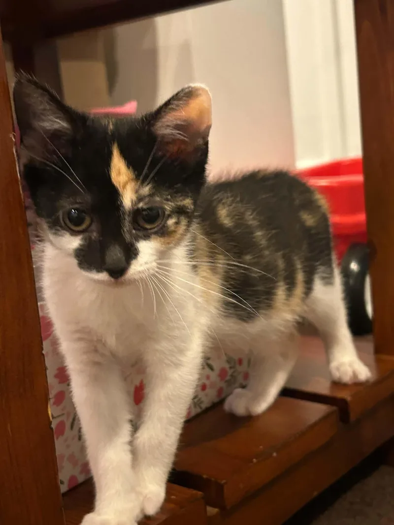 A baby medium-sized female Dilute Calico Domestic Short Hair cat named Annie for adoption in Wading River, NY