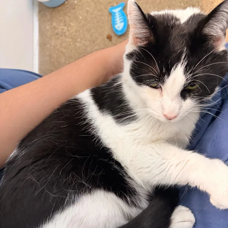 A young medium-sized female White Domestic Short Hair cat named Riley for adoption in Skokie, IL