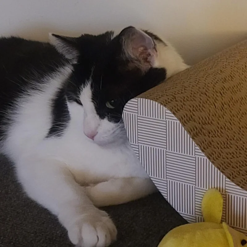 Riley thumbnail 2