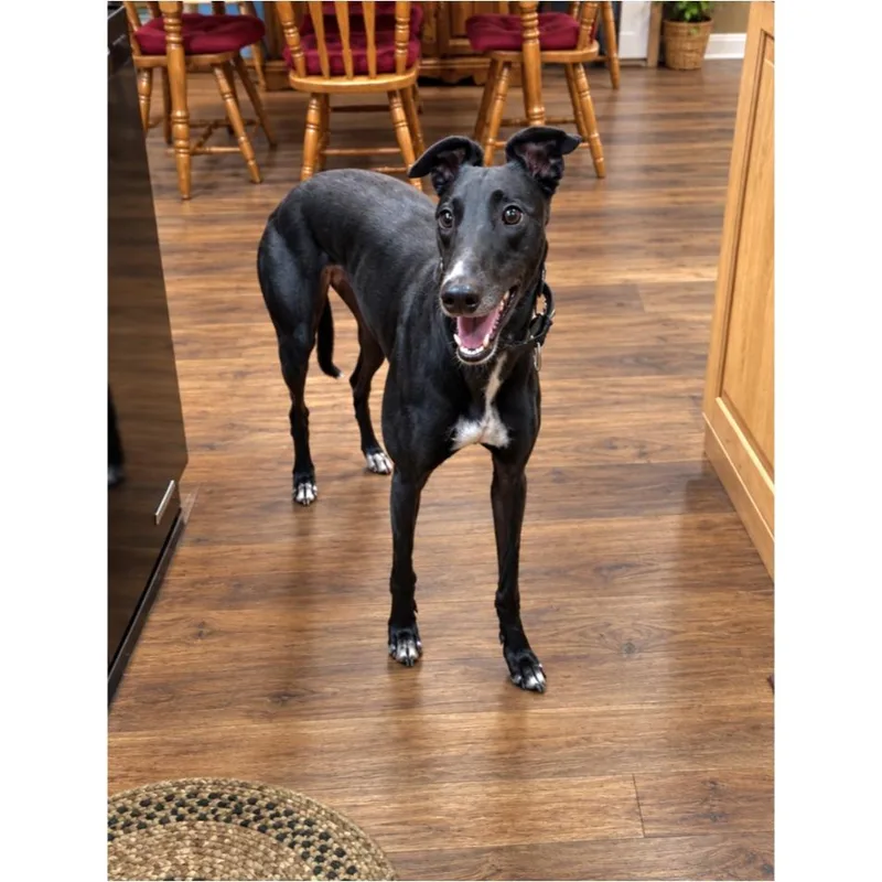 An adult large-sized female Greyhound dog named Cg'S Cocoa for adoption in Tarpon Springs, FL