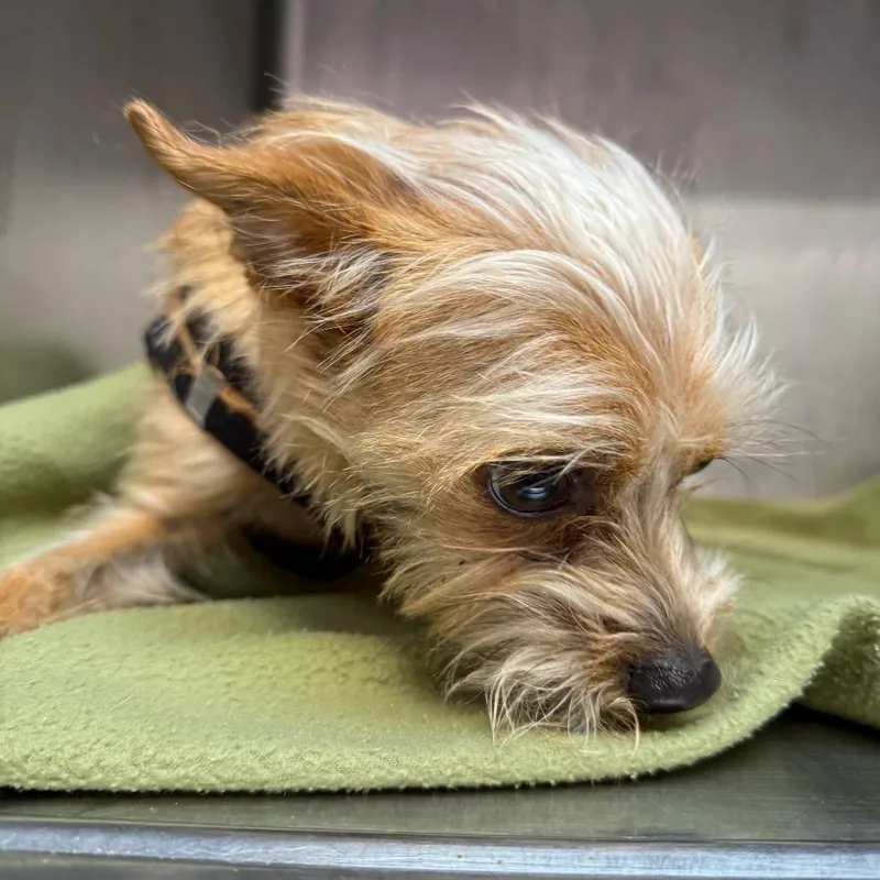 A young small-sized male Apricot / Beige Chihuahua dog named Rusty for adoption in Northbrook, IL