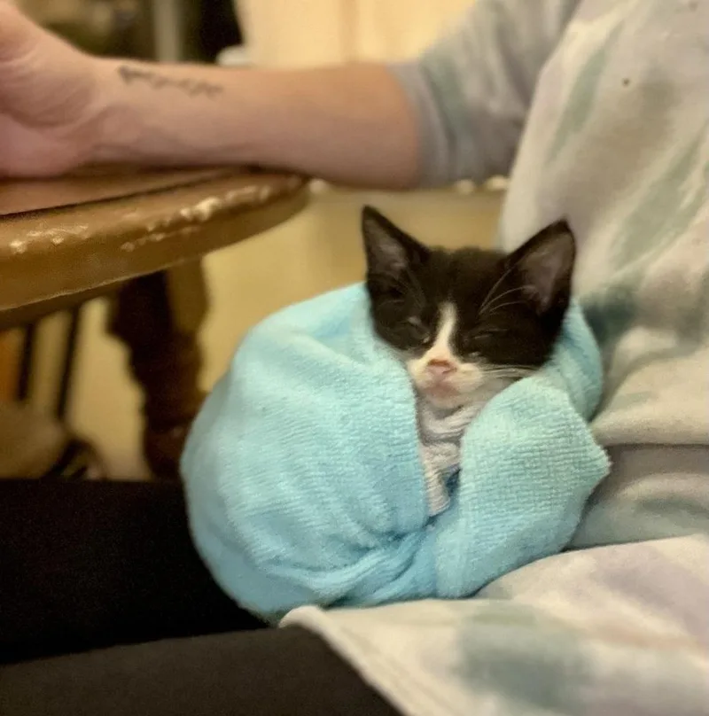 A baby small-sized male Black & White / Tuxedo Domestic Short Hair cat named Elmer for adoption in Henrico, VA