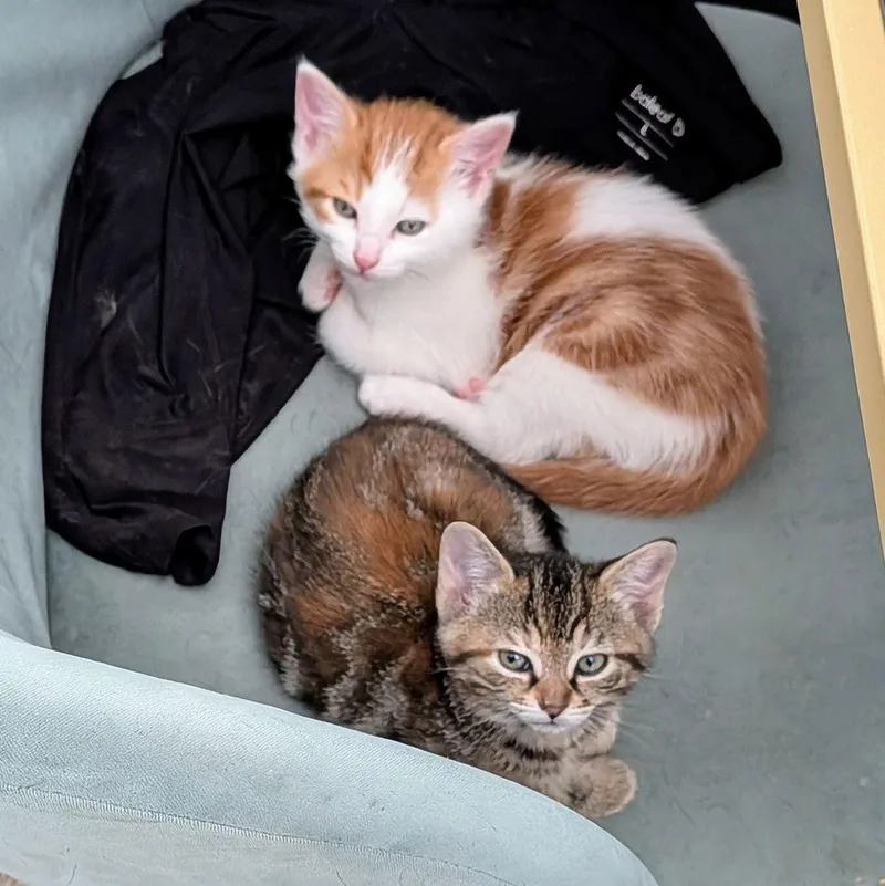 Chai And Pekoe thumbnail 2