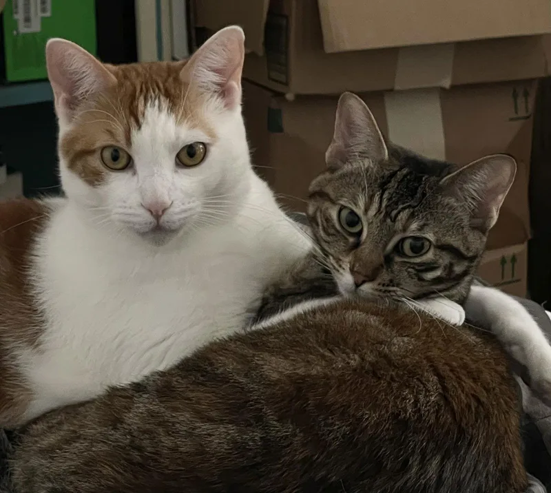 Chai And Pekoe thumbnail 3