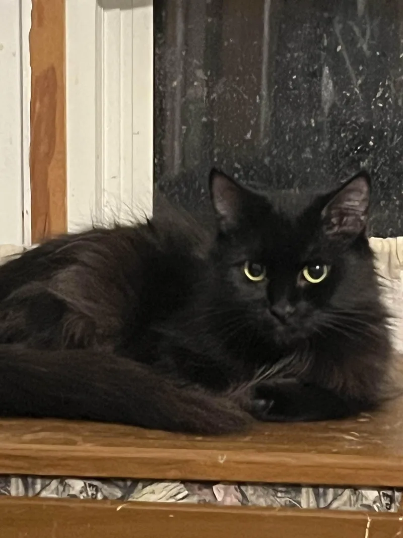 A young medium-sized female Black Domestic Medium Hair cat named Raven Courtesy Listing for adoption in Midland, MI