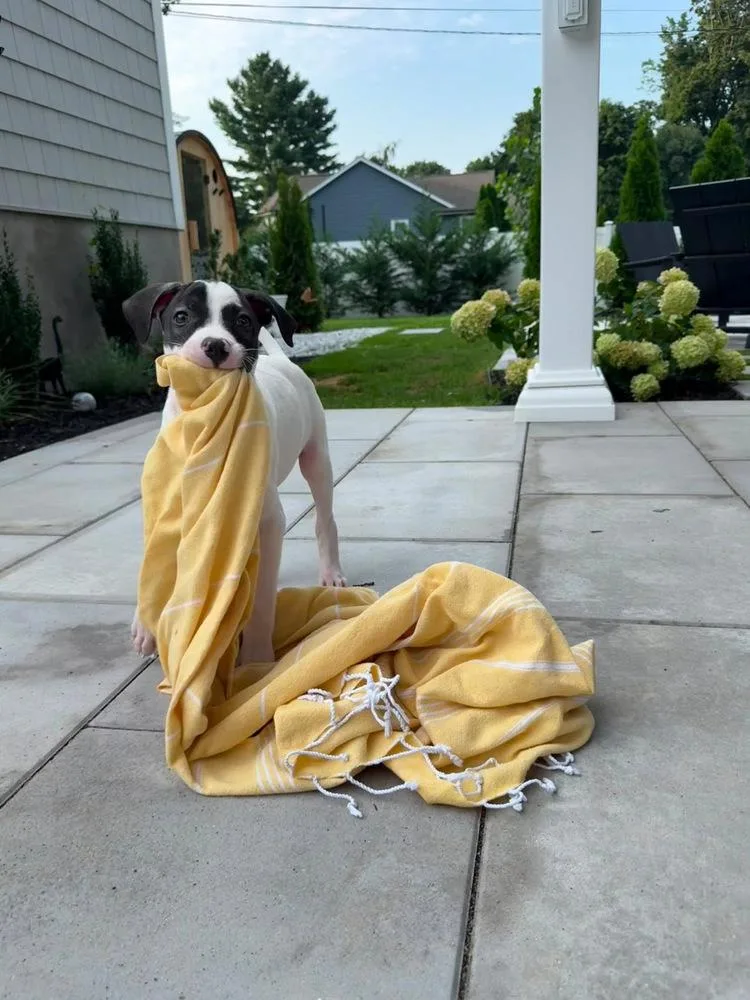 A baby medium-sized male Tricolor (Brown, Black, & White) Retriever dog named Wilson for adoption in Valley Stream, NY