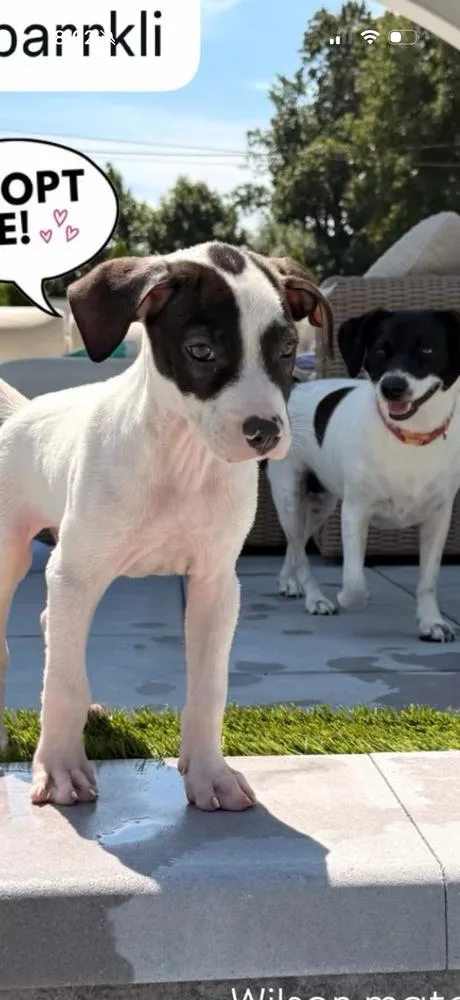 Wilson thumbnail 4