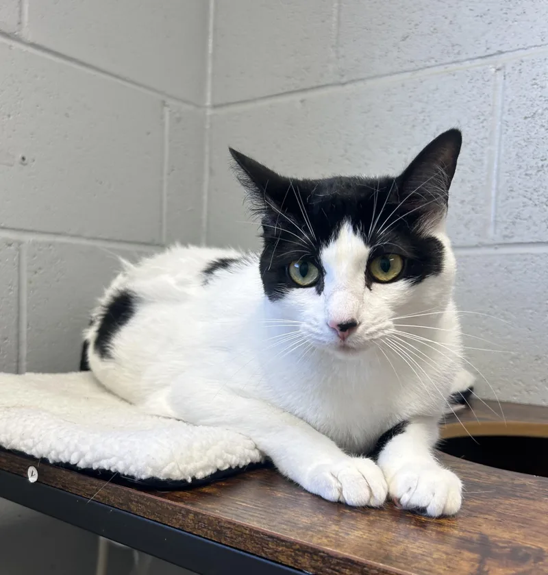 An adult medium-sized female White Domestic Short Hair cat named Maeve for adoption in Siloam Springs, AR