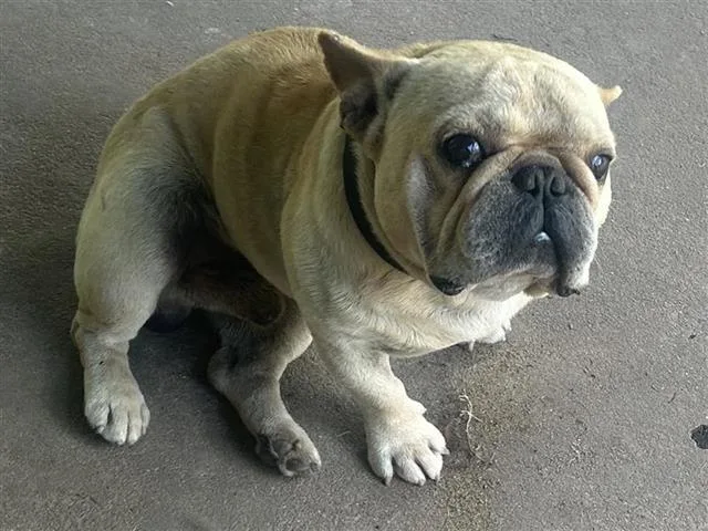An adult small-sized male French Bulldog dog named A for adoption in Houston, TX