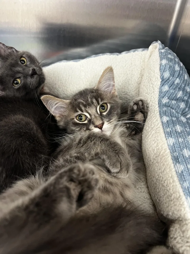 A baby medium-sized male Gray / Blue / Silver Domestic Medium Hair cat named Simon for adoption in Yorkville, IL