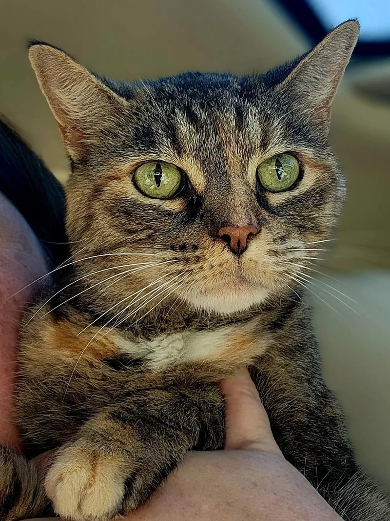 An adult medium-sized female Torbie Domestic Short Hair cat named Sookie for adoption in Johnson City, TN