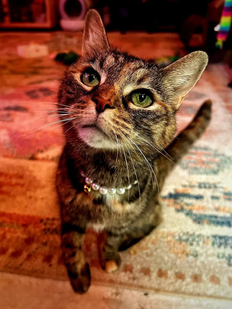 Sookie thumbnail 3