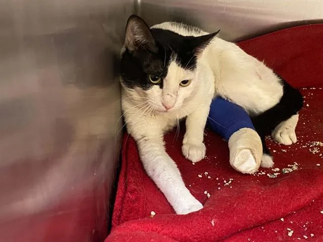 A young medium-sized male Domestic Short Hair cat named A for adoption in Tustin, CA