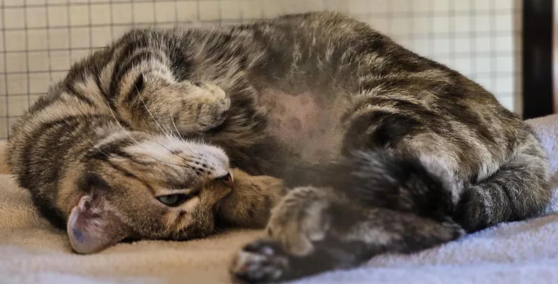 A young medium-sized female Torbie Domestic Short Hair cat named Buffy for adoption in Milwaukee, WI