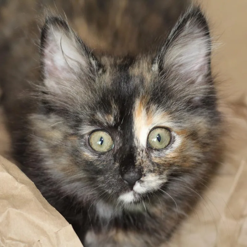A baby small-sized female Tortoiseshell Domestic Medium Hair cat named Pearl for adoption in Chapel Hill, NC