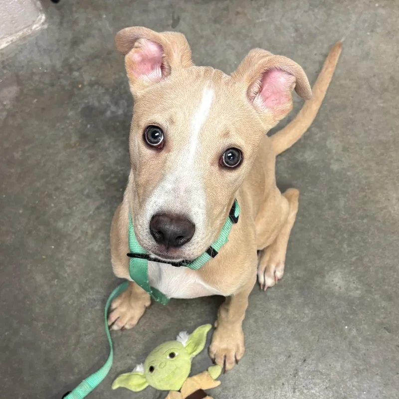 A baby medium-sized male Yellow / Tan / Blond / Fawn Pit Bull Terrier dog named Basil for adoption in Ottawa, KS