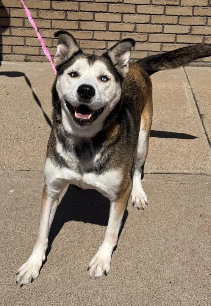 A senior large-sized female Siberian Husky dog named Anni for adoption in Columbus, NE