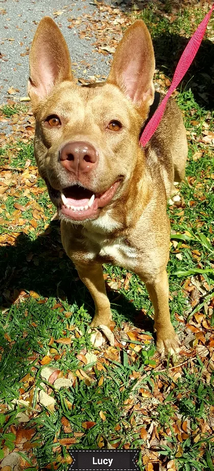 An adult medium-sized female Shepherd dog named Lucy for adoption in Key Largo, FL