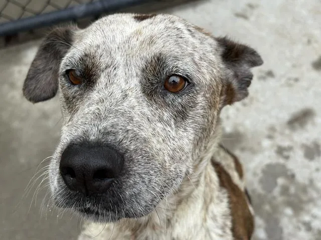 An adult medium-sized female Australian Cattle Dog / Blue Heeler dog named Shelbey for adoption in Tulsa, OK