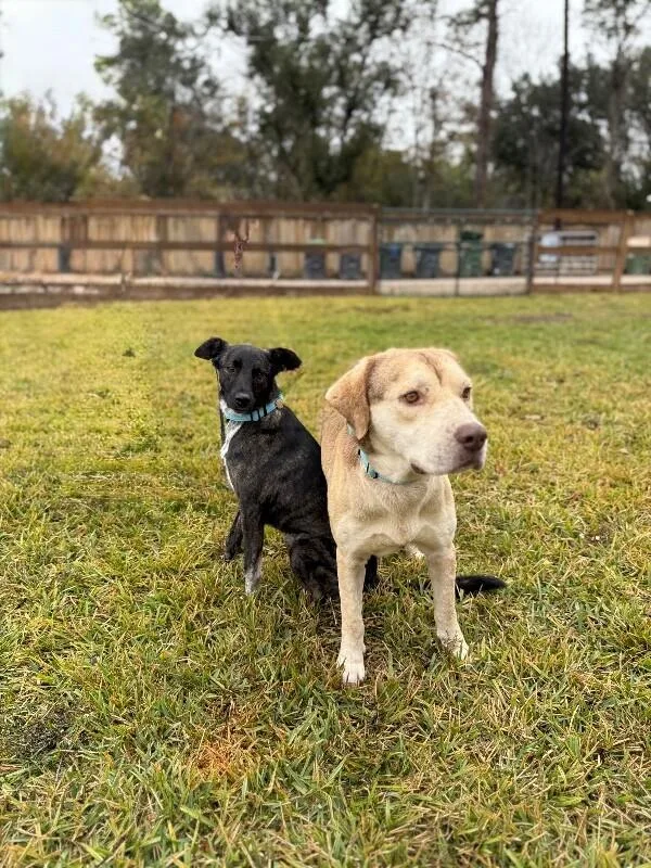 A young medium-sized female Black Shepherd dog named Jersey Girl Your Ultimate for adoption in Friendswood, TX