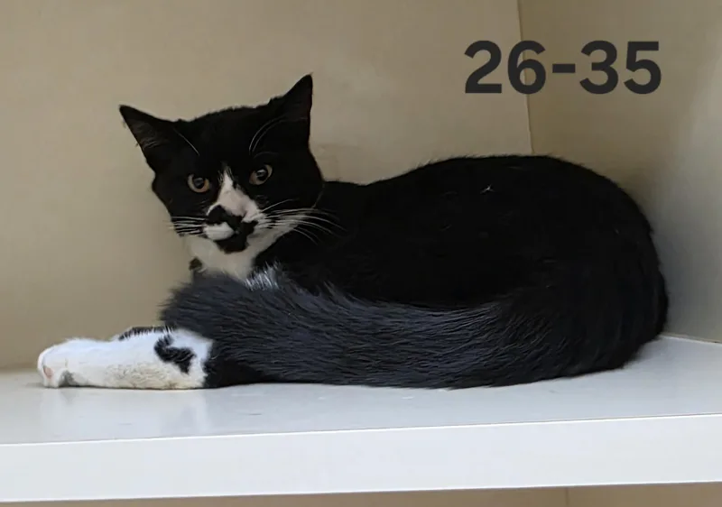 An adult medium-sized male Domestic Short Hair cat named 26-35 for adoption in Ridgecrest, CA