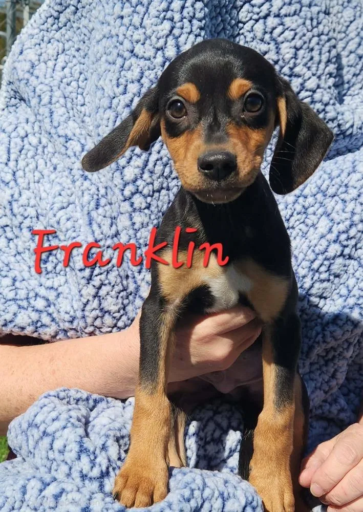 Franklin