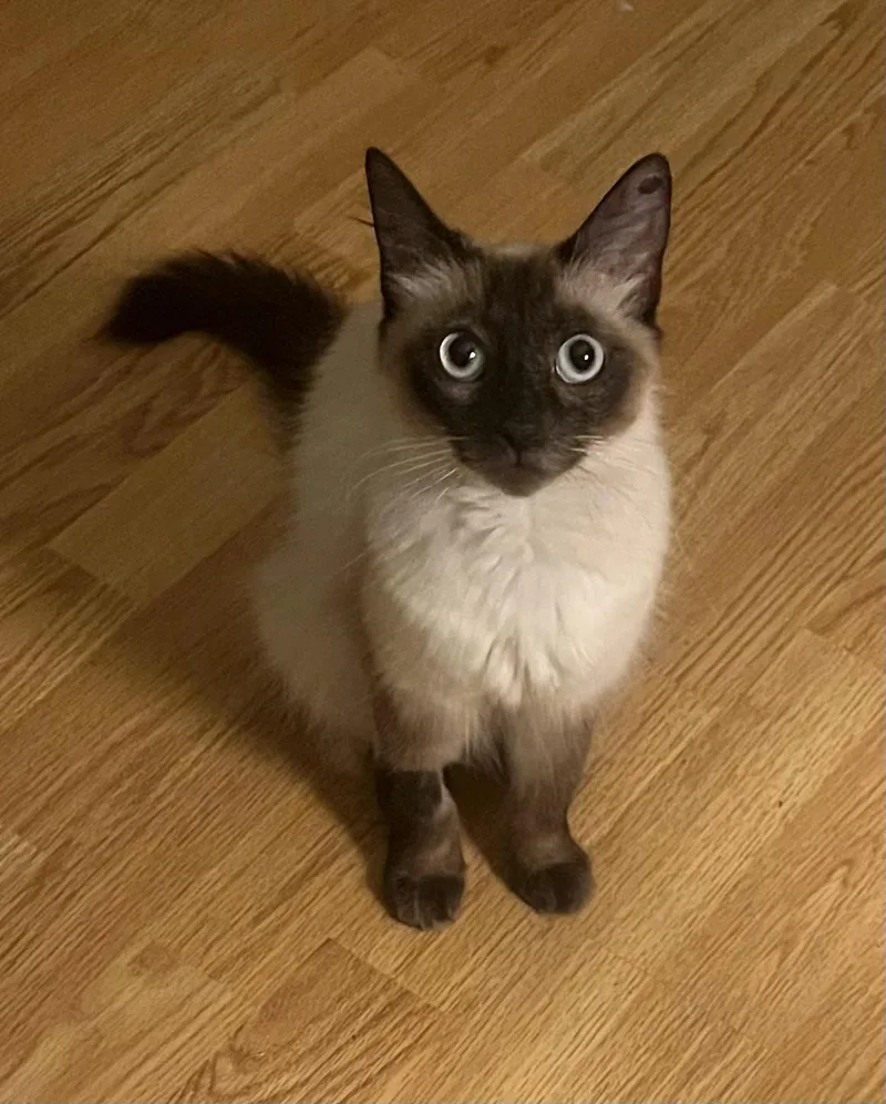 Violet
