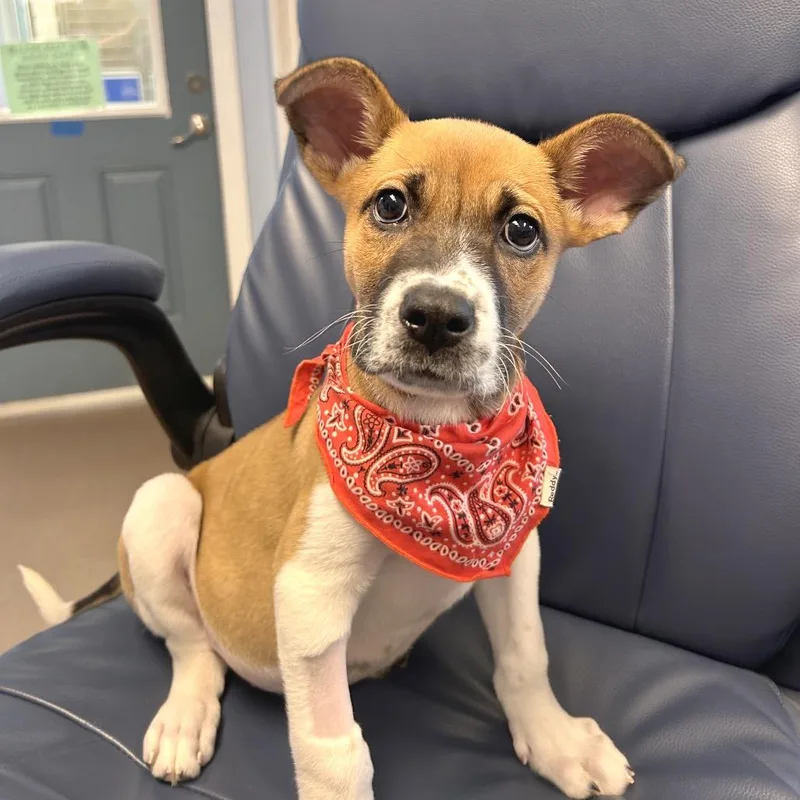 A baby medium-sized male Mixed Breed dog named Joe for adoption in Hendersonville, NC