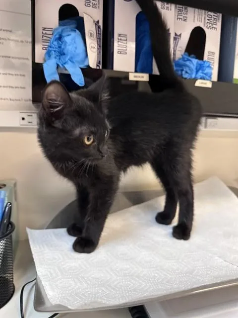 A baby small-sized female Domestic Short Hair cat named A for adoption in San Luis Obispo, CA